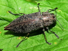 Poecilonota cyanipes