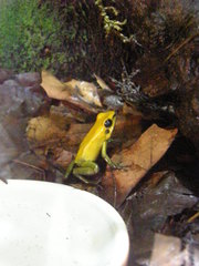 Phyllobates terribilis