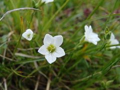 Cherleria langii
