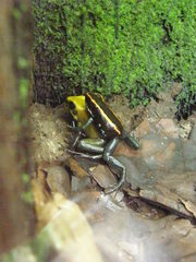 Phyllobates terribilis