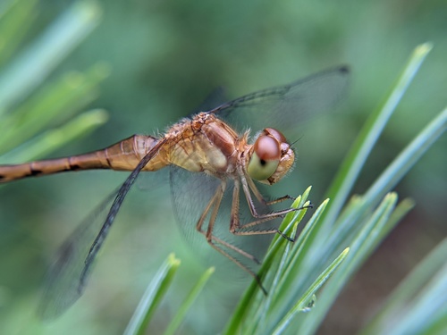 Autumn Meadowhawk photographed in Massachusetts