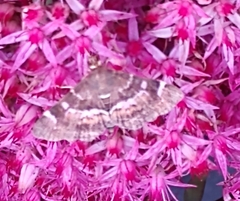 Hymenia