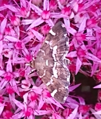 Hymenia