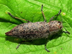 Poecilonota cyanipes