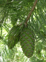 Pinus armandi