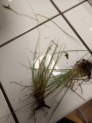 Festuca marginata, photograph 3