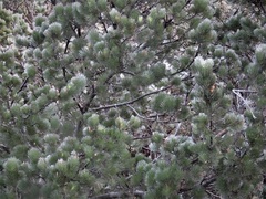 Adenanthos sericeus