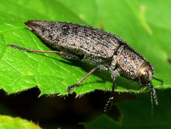 Poecilonota cyanipes