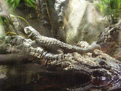 Shinisaurus crocodilurus