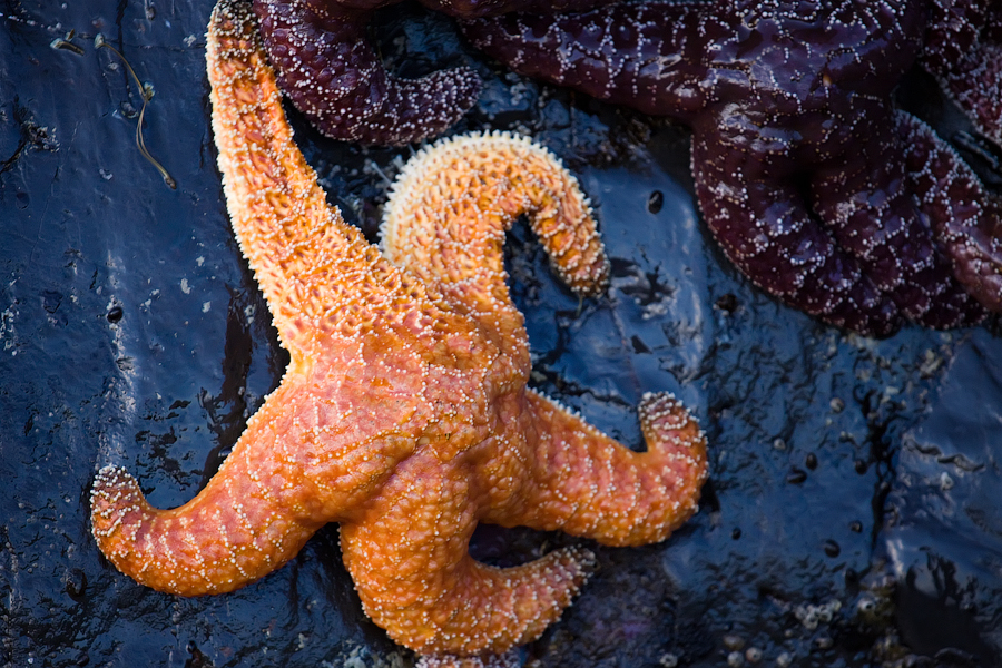 Ochre Sea Star Gwaii Haanas Kelp Forest Rocky Reef Project a MLNEP 