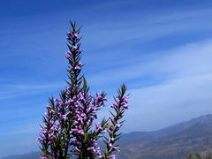 Muraltia juniperifolia