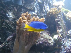 Stegastes variabilis