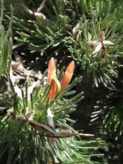Adenanthos sericeus