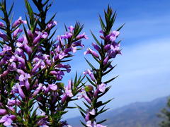 Muraltia juniperifolia