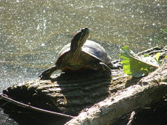 Trachemys scripta