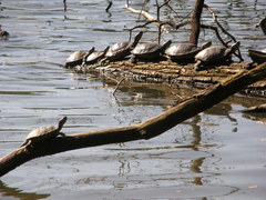 Trachemys scripta