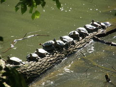 Trachemys scripta