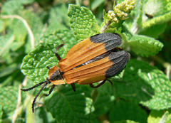 Lycus melanurus