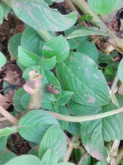 Spermacoce latifolia