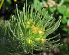 Adenanthos sericeus