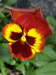 Viola