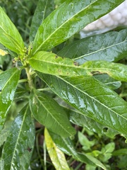 Asclepias curassavica image