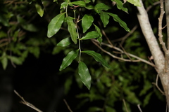 Toechima tenax