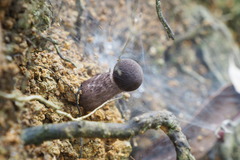 Indoporus squamulosus