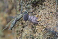 Indoporus squamulosus