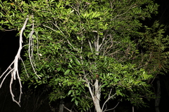 Toechima tenax