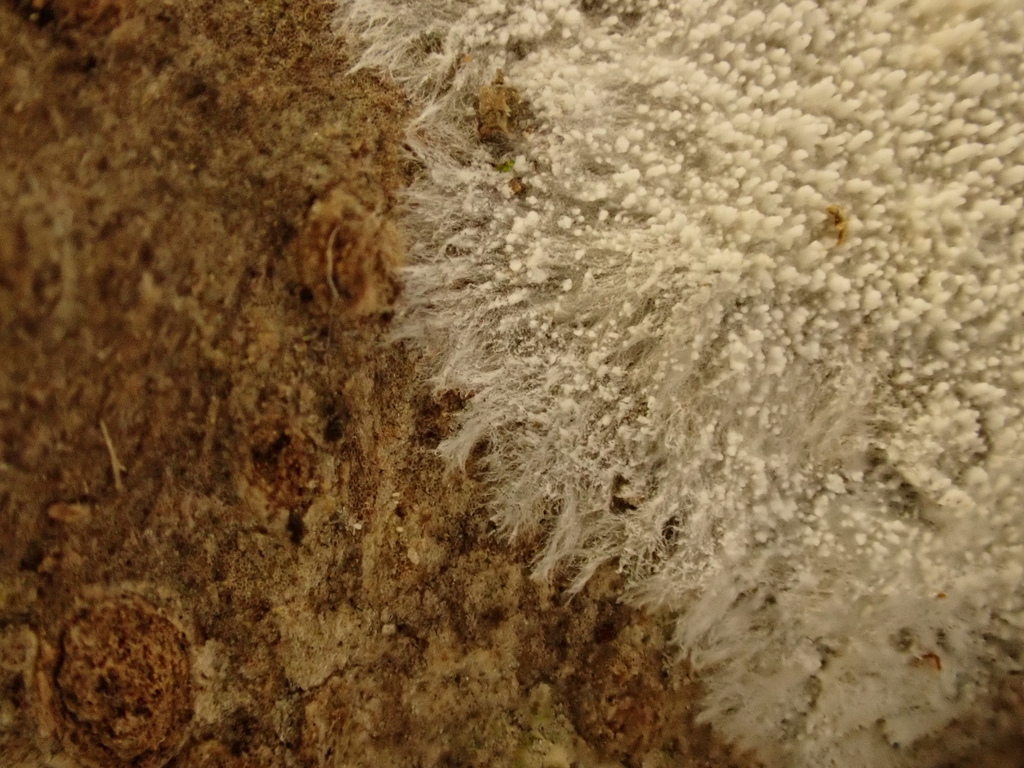 Steccherinum ciliolatum