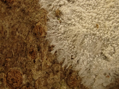 Steccherinum ciliolatum