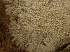 Steccherinum ciliolatum