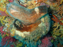 Pyura stolonifera