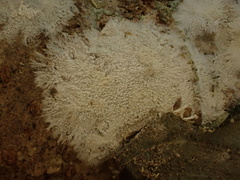 Steccherinum ciliolatum