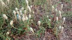 Gomphrena celosioides