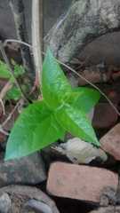 Nyctanthes arbor-tristis