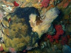 Pyura stolonifera