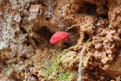 Parvixerocomus aokii