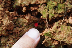 Parvixerocomus aokii