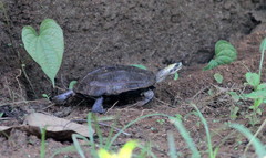 Melanochelys trijuga