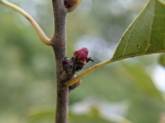 Callirhytis perditor