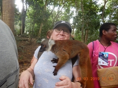 Eulemur macaco