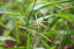 Paspalum mandiocanum