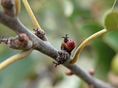 Callirhytis perditor