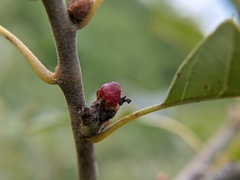 Callirhytis perditor