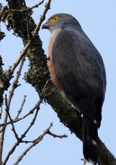 Accipiter tachiro tachiro