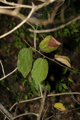 Grewia latifolia