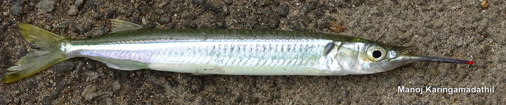 Redtipped Halfbeak