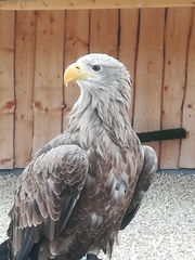 Haliaeetus